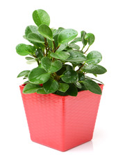 Wall Mural - home plant in pot on white background