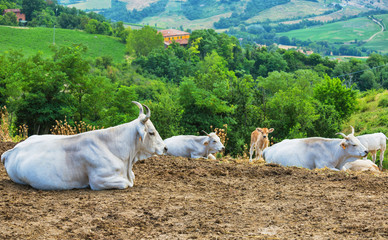 Wall Mural - Cow is resting on a background of hilly landscape