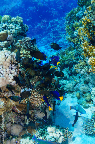 Fotomural Coral Reef at the Red Sea, Egypt