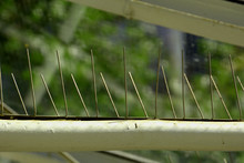 Close-up Of Bird Control Spikes Under A Glass Roof Top, Metal Bird Spikes As Bird Control Background