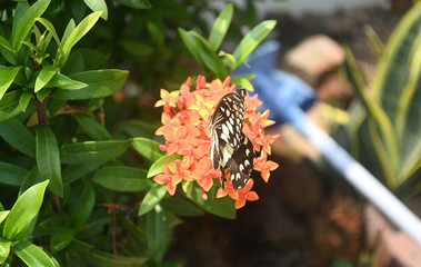 A butterfly flying over yellow little flowers.