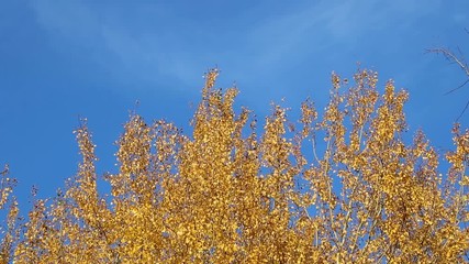 Wall Mural - Autumn landscape. Golden trees in the autumn park.