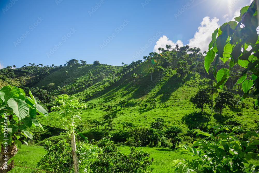Dominican Republic jungle landscape - obrazy, fototapety, plakaty 