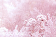 Withered branches of grass in winter on blurred background in pink haze toned, Snow on dry heads of Cow Parsnip Heracleum with natural forest glade backdrop