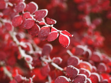 Frosty Barberry Branch With Red Autumn Leaves Close-up
