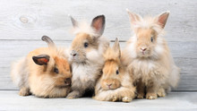 Group Of Lovely Bunny Easter Rabbits On Wooden Background. Beautiful Lovely Pets.