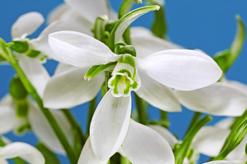 Snowdrops flower