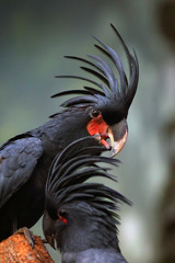 Poster - The palm cockatoo (Probosciger aterrimus), also known as the goliath cockatoo or great black cockatoo sitting in the middle of a green jungle. Head of a black cockatoo in the rainforest.