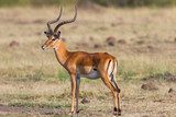 Fototapeta Sawanna - Beautiful Impala stands on the savannah and looks
