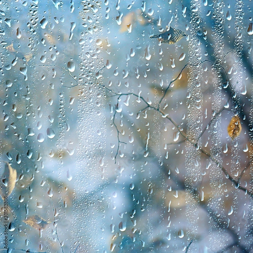  Naklejki na parawan nawannowy   okno-deszczowe-jesienne-galezie-parku-pozostawia-zolty-abstrakcyjne-tlo-jesien-k
