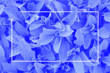 Wall Mural - Bright background leaves of medicinal sage, in a blue neon glow, ultraviolet