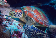 Sea Turtle Underwater / Exotic Nature Sea Animal Underwater Turtle