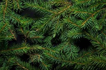 Christmas tree branches. Christmas concept, nature, winter. Background for postcards. Flat lay, top view