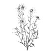 © DOROTHEA - Chamomile illustration on white background, Chamomile sketch, Chamomile linework, Chamomile draw