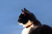 Cat Profile On Blue Background