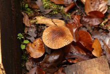 Yellow Forest Mushrooms Grew On A Fallen Tree