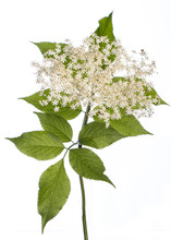 Medicinal Plant From My Garden: Sambucus Nigra ( Black Elder ) Side View Of Flowers And Leafs Isolated On White Background