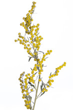 Medicinal Plant From My Garden: Artemisia Absinthium ( Grand Wormwood) Yellow Flowers Isolated On White Background Side View