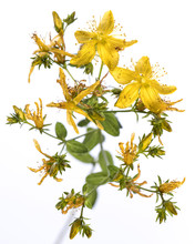 Medicinal Plant From My Garden: Hypericum Perforatum ( Perforate St John's-wort ) Yellow Flowers And Green Leafs Isolated On White Background Top View