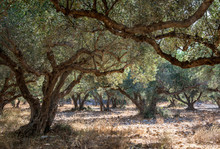 Olive Grove, Falassarna, Crete