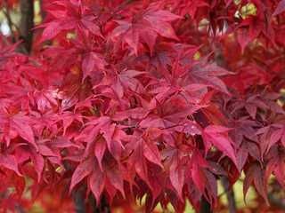 Japanese maple 'Emperor' or Red Emperor maple, popular and beautiful crimson-red foliaged cultivars in autumn (Acer palmatum 'Atropurpureum' or 'Emperor One ')