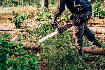 lumberjack cuts down trees with a chainsaw