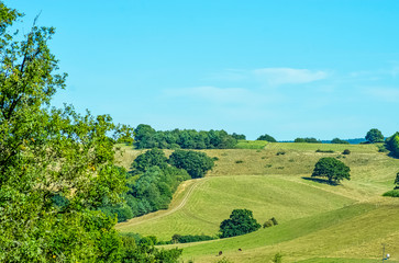 Wall Mural - Sunny day in Winkworth Arboretum park, Godalming, Surrey, United Kingdom