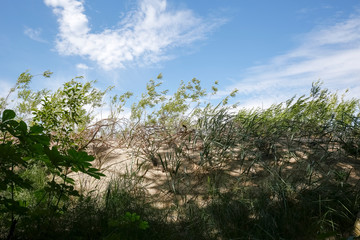 Wall Mural - Wild coastal vegetation overgrows sandy dunes