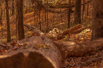 Wall Mural - autumn in the park