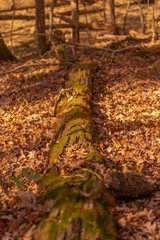 Wall Mural - autumn in the park