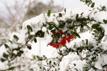 Snow Covered Red Mistletoe Berries