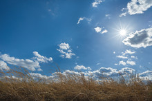 Sun And Clouds Over Native Eastern Prairie Grasses In Central Virginia In Early Spring.