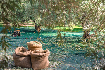 Wall Mural - Harvested fresh olives in sacks in a field in Crete, Greece for olive oil production, using green nets.