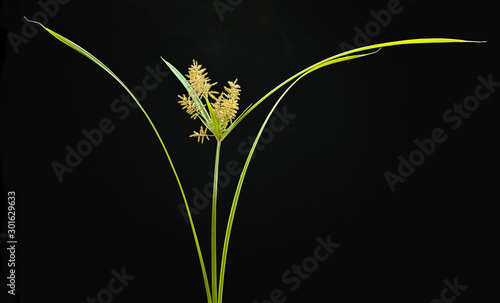 Fotomural Yellow nutsedge (Cyperus esculentus) in bloom.
