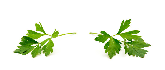 Wall Mural - Parsley isolated on white background