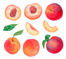 Hand Drawn Bright Fruits Set. Realistic Drawing With Acrylic Paint. Peach Fruits, Whole, Leaves, Cut And Slice Of Peaches Isolated On White. Botanical Elements For Design. Collection Of Organic Food.