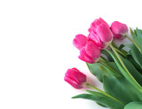 Fototapeta Tulipany - Pink tulip on white background.