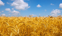 Wheat Field And Blue Sky With Clouds