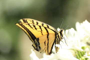 Wall Mural - butterfly on a flower