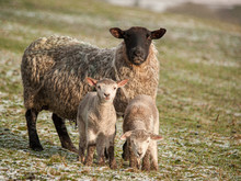 A Close-up Of A Ewe And Her Two Lambs Stand On A Green Field With Light Snowfall, Looking Directly At The Camera