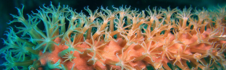 Wall Mural - Soft Corals