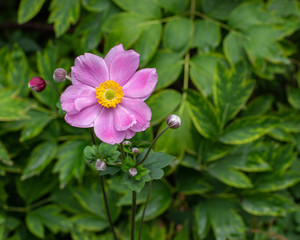 Wall Mural - Anemone hupehensis blossom pink lilac flower on a background of green foliage. Perennial flowering plant of the genus buttercup