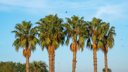 Wall Mural - palm trees with an overcast blue sky in the background.