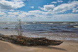 Fototapeta Perspektywa 3d - Log with Weeds on the Shore of Lake Michigan
