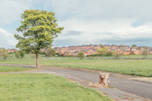 Landscape Of Yorkshire With A Tree And Houses