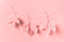 Creative Composition With Three Pink Maple Leaves Hanging On A Rope On White Background.