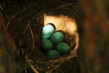 Wall Mural - Five blue eggs of the thrush in the straw nest closeup in sunlight