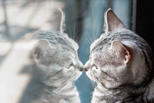 A Cat And His Reflex On Mirror
