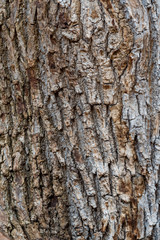 Wall Mural - close up of a tree trunk surface with rough and cracked bark