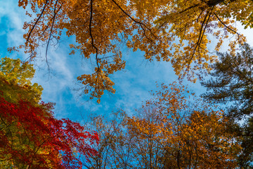 Wall Mural - Maple leaves natural background